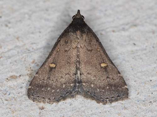 Smoky Tetanolita Moth