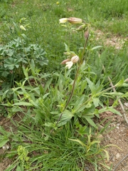 Silene latifolia
