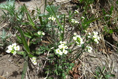 Draba borealis