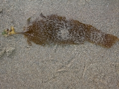 Eisenia arborea