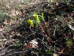 Helioscopia
