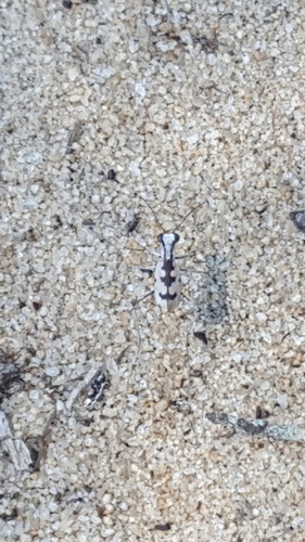 Whitish Tiger Beetle photo 4