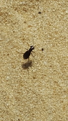 Cicindela abdominalis