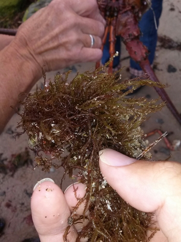 Hypnea valentiae observed 2016-05-22