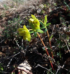 Helioscopia