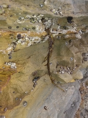 Cumagloia andersonii