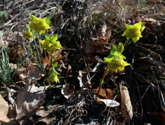 Helioscopia