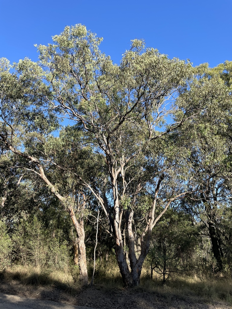 Narrow-leaved Cabbage Gum