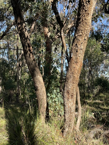 Dalveen Blue Box (Eucalyptus dalveenica)