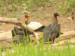 Sarcoramphus papa image