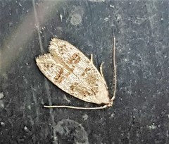 Scatochresis innumera