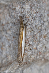 Crambus quinquareatus