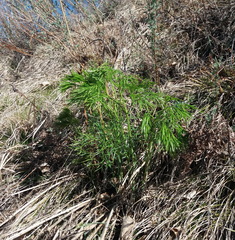 Peucedanum morisonii