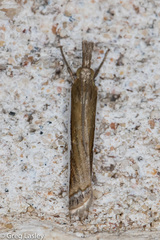 Crambus quinquareatus