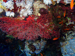 Melithaea
