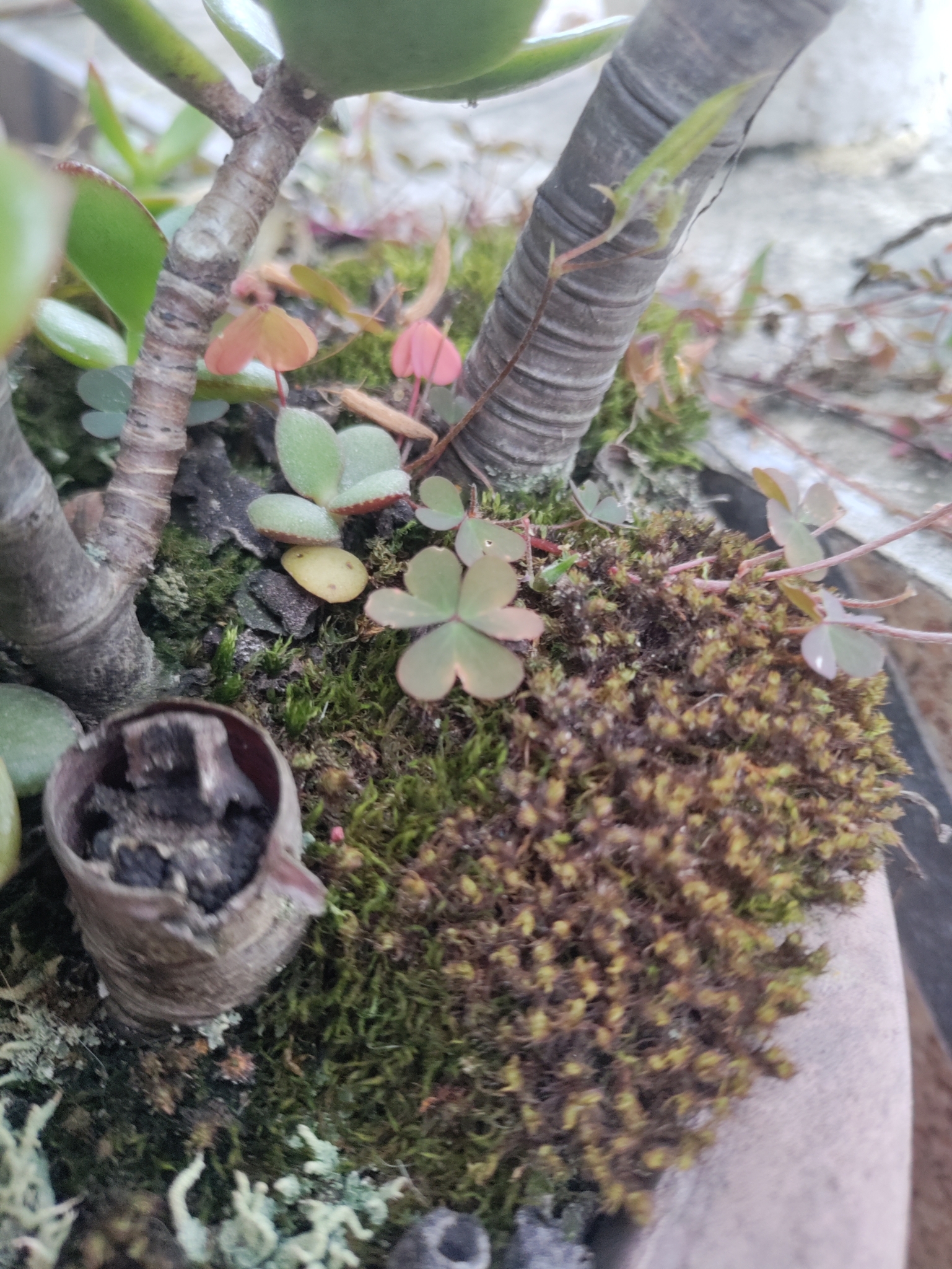 Tillandsia usneoides image