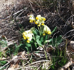 Primula veris macrocalyx