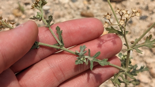 Image of Parthenium confertum by (c) Joseph Aubert, some rights reserved (CC BY)