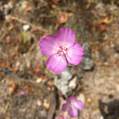Clarkia lewisii