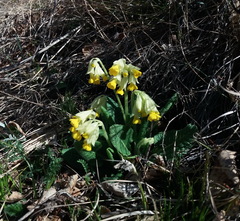 Primula veris macrocalyx