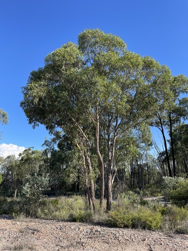 Inland White Mahogany (Eucalyptus apothalassica)
