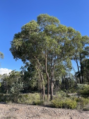 Inland White Mahogany (Eucalyptus apothalassica)