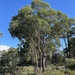 Eucalyptus apothalassica - Photo (c) Dean Nicolle, some rights reserved (CC BY-NC), uploaded by Dean Nicolle