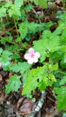 Geranium robertianum
