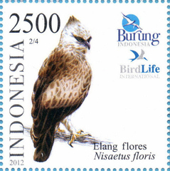 Flores Hawk-Eagle photo 4