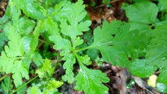 Geranium robertianum