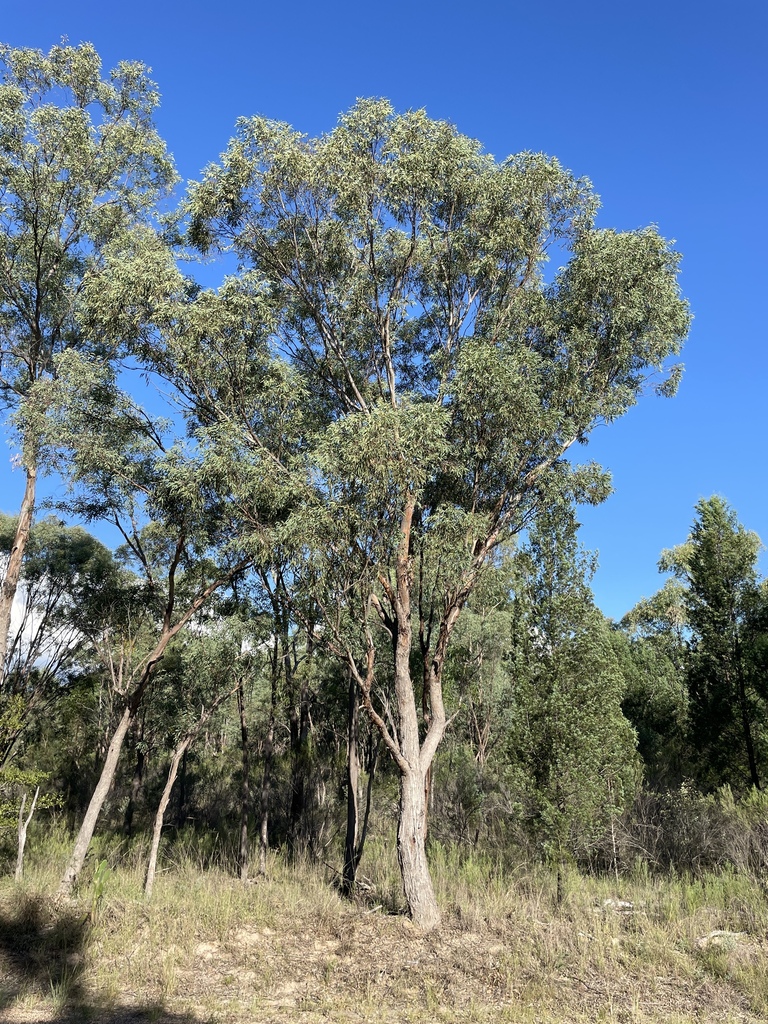 Eucalyptus terrica
