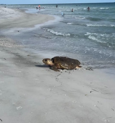 Loggerhead Sea Turtle photographed in Florida