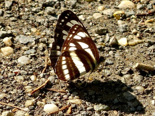 Pallas' Sailer, Jennersdorf, Österreich, photo 10 of 10