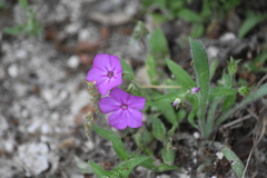 Phlox glabriflora