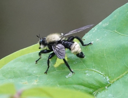 Black-waisted Laphria