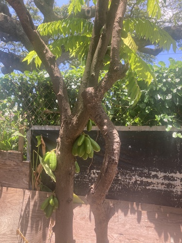 Averrhoa bilimbi, 2024-05-05