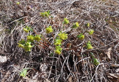Helioscopia