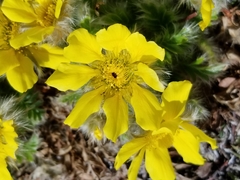 Geum glaciale