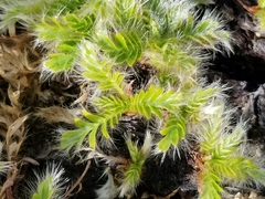 Geum glaciale
