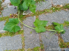 Bryonia cretica dioica