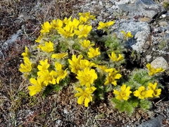 Geum glaciale