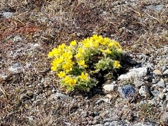 Geum glaciale