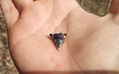 Ramosiana insignis