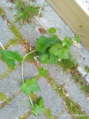 Bryonia cretica dioica