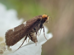 Lampronia flavimitrella