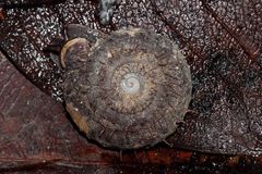 Moellendorffia trisinuata