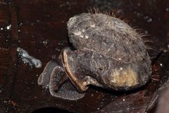 Moellendorffia trisinuata