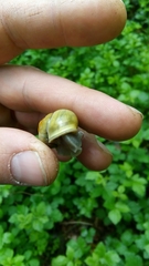 Cepaea hortensis