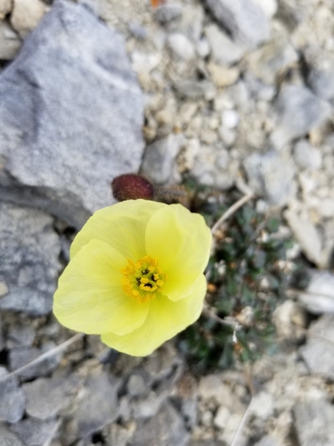 Walpole's poppy (Papaver walpolei)