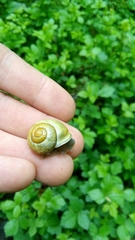 Cepaea hortensis
